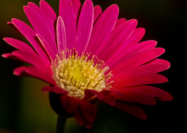 Gerber daisy (1 of 1)